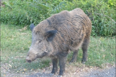 2007-San-Vincenzo-1135