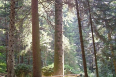 2009-LAVARONE-1007