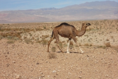 2010-MAROCCO (1063)