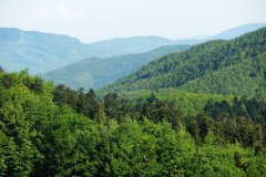 CASENTINO2014-1503