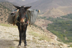 MAROCCO2014-1080