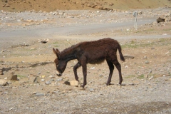 MAROCCO2014-1095