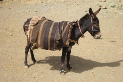 MAROCCO2014-1116